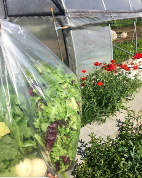 Screen Shot 2017-09-26 at 10.16.03 AM.png