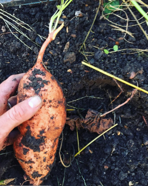 Screen Shot 2017-09-26 at 10.21.13 AM.png