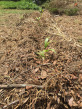 Initial row planting with the cut and drop compost around these ginger plants. Rows like these will alternate between rows of trees.